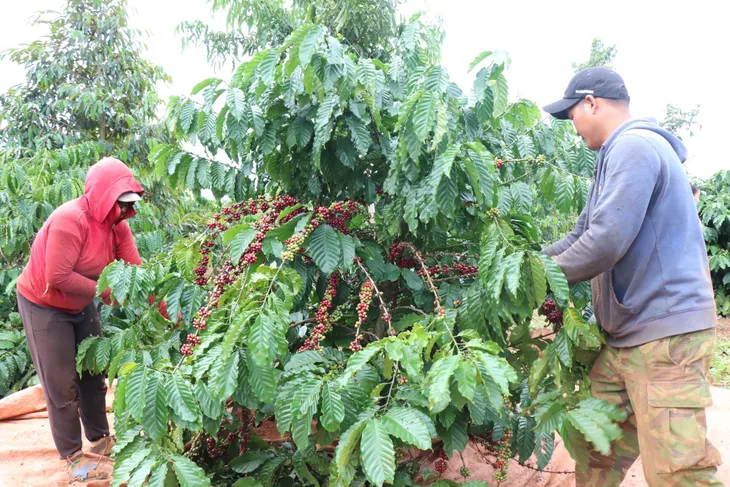 Cà phê được mùa, được giá - Ảnh 2. Cà phê được mùa, được giá - Ảnh 2.