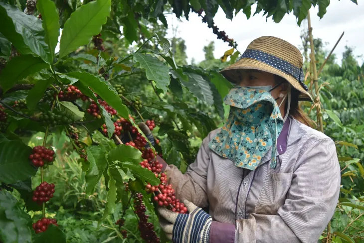 Cà phê được mùa, được giá - Ảnh 1. Cà phê được mùa, được giá - Ảnh 1.