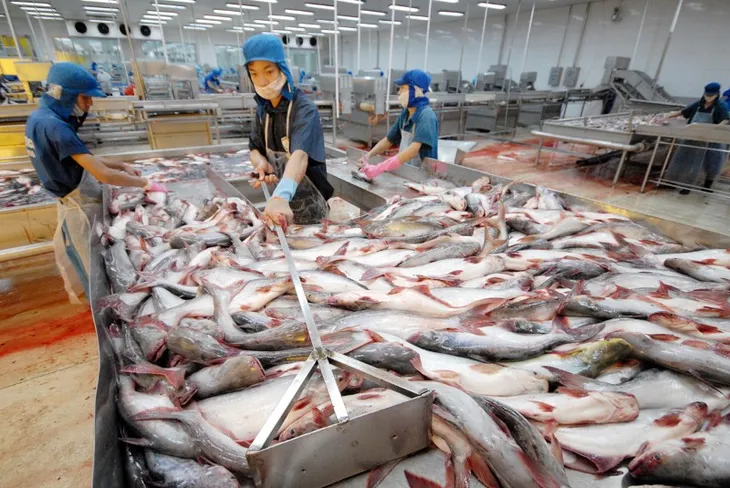 Xuất khẩu tăng, người nuôi cá tra vẫn thua lỗ - Ảnh 2. Xuất khẩu tăng, người nuôi cá tra vẫn thua lỗ - Ảnh 2.
