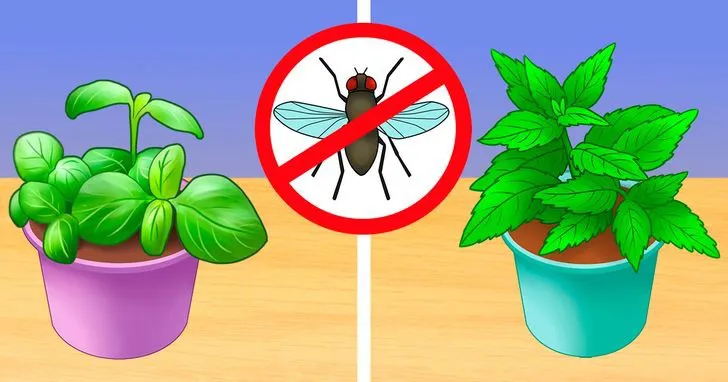 6 mẹo giúp nhà bạn “sạch bóng” côn trùng mà không dùng chất hóa học - Ảnh 1. 6 mẹo giúp nhà bạn “sạch bóng” côn trùng mà không dùng chất hóa học - Ảnh 1.