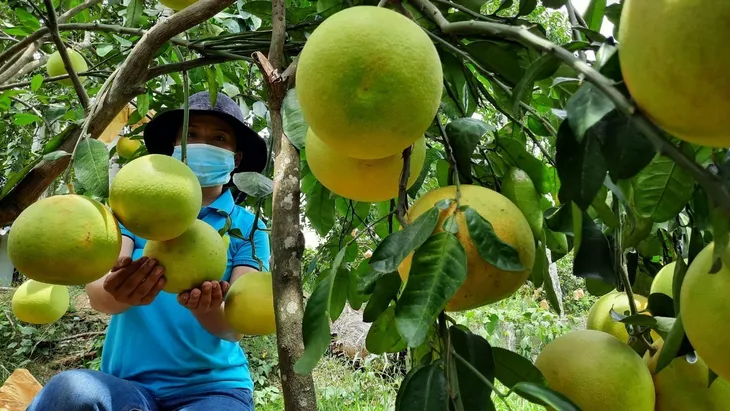 Vùng chuyên canh cam, bưởi sẵn sàng cho vụ Tết - Ảnh 2. Vùng chuyên canh cam, bưởi sẵn sàng cho vụ Tết - Ảnh 2.