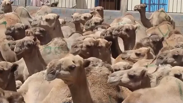 Lạc đà Somalia - món quà của các vị thần - Ảnh 1. Lạc đà Somalia - món quà của các vị thần - Ảnh 1.