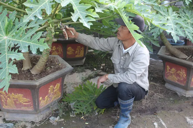 Cây cảnh tết đua nhau giảm giá - Ảnh 2. Cây cảnh tết đua nhau giảm giá - Ảnh 2.