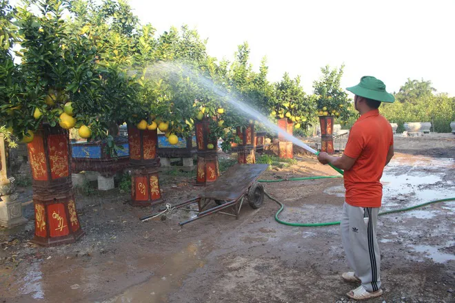 Cây cảnh tết đua nhau giảm giá - Ảnh 1. Cây cảnh tết đua nhau giảm giá - Ảnh 1.