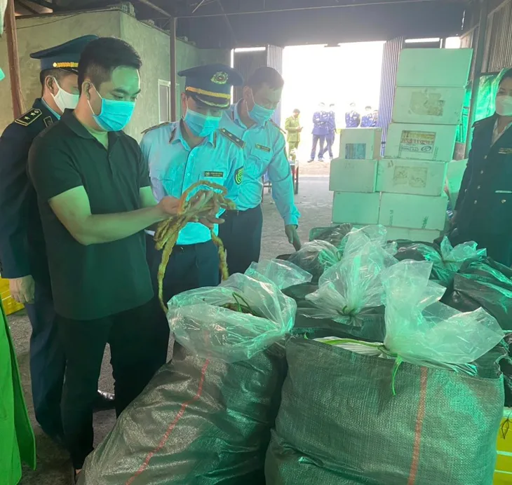 7,5 tấn lòng lợn nhiễm dịch tả châu Phi suýt tuồn ra thị trường tiêu thụ - Ảnh 1. 7,5 tấn lòng lợn nhiễm dịch tả châu Phi suýt tuồn ra thị trường tiêu thụ - Ảnh 1.