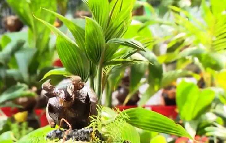 Những sáng tạo độc đáo trên hình tượng con trâu truyền thống - Ảnh 4. Những sáng tạo độc đáo trên hình tượng con trâu truyền thống - Ảnh 4.