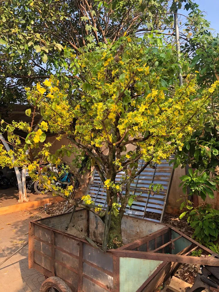 Bắt giữ đối tượng trộm mai ngày Tết - Ảnh 1. Bắt giữ đối tượng trộm mai ngày Tết - Ảnh 1.