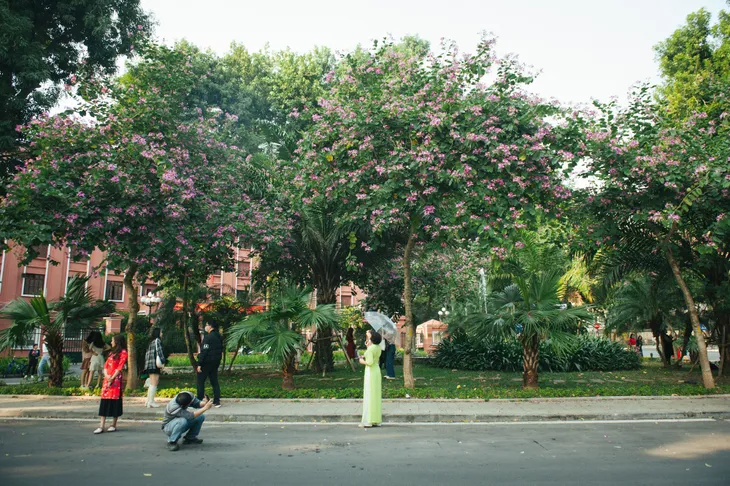 Con đường hoa ban đẹp nao lòng giữa Thủ đô - Ảnh 2. Con đường hoa ban đẹp nao lòng giữa Thủ đô - Ảnh 2.