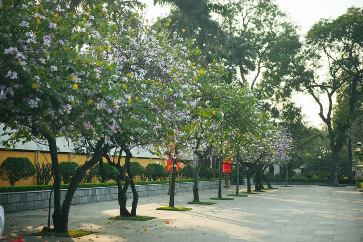 Con đường hoa ban đẹp nao lòng giữa Thủ đô - Ảnh 10. Con đường hoa ban đẹp nao lòng giữa Thủ đô - Ảnh 10.