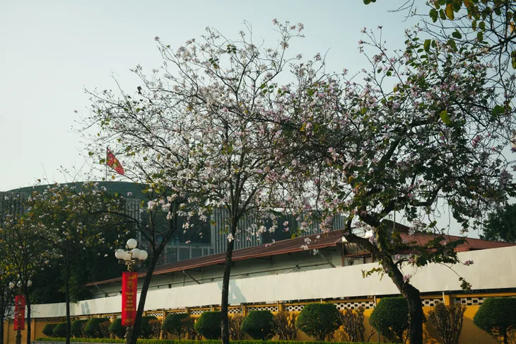 Con đường hoa ban đẹp nao lòng giữa Thủ đô - Ảnh 9. Con đường hoa ban đẹp nao lòng giữa Thủ đô - Ảnh 9.