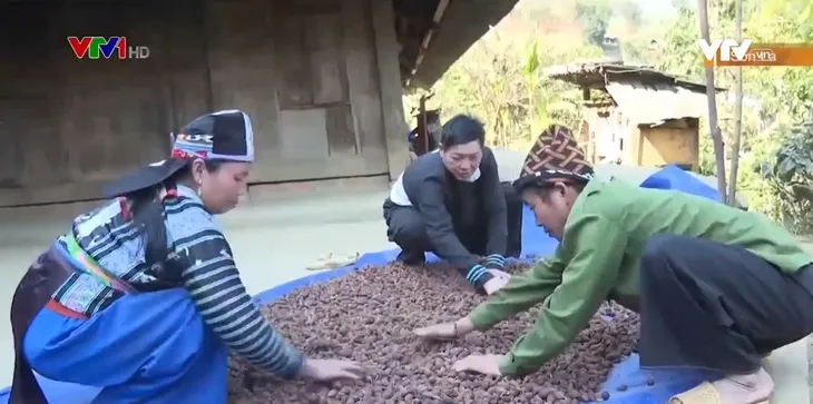 Đảng viên dân tộc HMông đi đầu trong phát triển kinh tế - Ảnh 1. Đảng viên dân tộc HMông đi đầu trong phát triển kinh tế - Ảnh 1.