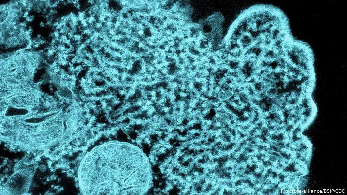 Cảnh báo loại virus từ dơi có tỷ lệ gây tử vong đến 75% - Ảnh 1.