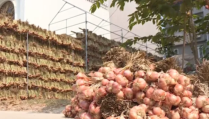 Nhiều diện tích rau màu tại Hải Dương chưa tiêu thụ được - Ảnh 1. Nhiều diện tích rau màu tại Hải Dương chưa tiêu thụ được - Ảnh 1.