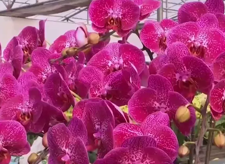 Hong Kong (Trung Quốc) cho phép chợ hoa hoạt động trở lại - Ảnh 2. Hong Kong (Trung Quốc) cho phép chợ hoa hoạt động trở lại - Ảnh 2.