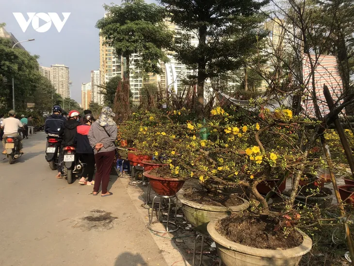 Đào, quất, cây cảnh giảm giá mạnh nhưng vẫn ít người mua - Ảnh 1. Đào, quất, cây cảnh giảm giá mạnh nhưng vẫn ít người mua - Ảnh 1.