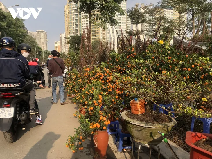 Đào, quất, cây cảnh giảm giá mạnh nhưng vẫn ít người mua - Ảnh 2. Đào, quất, cây cảnh giảm giá mạnh nhưng vẫn ít người mua - Ảnh 2.