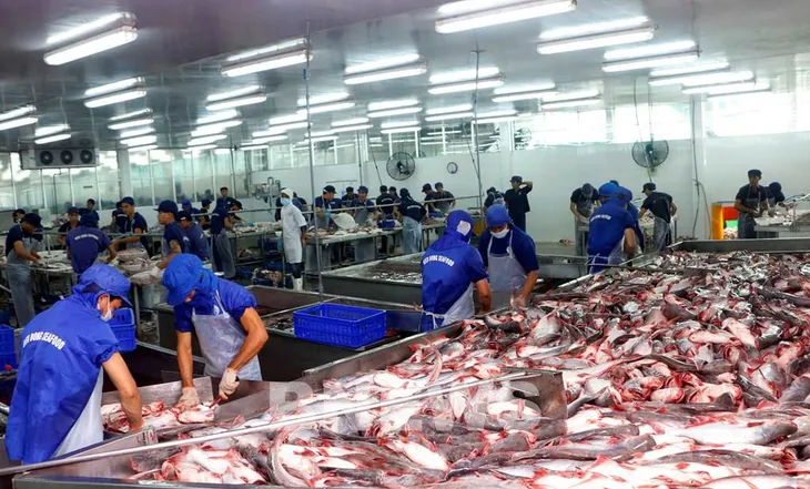 Xuất khẩu cá tra hồi phục nhưng nguồn cung chưa đáp ứng kịp thời - Ảnh 1. Xuất khẩu cá tra hồi phục nhưng nguồn cung chưa đáp ứng kịp thời - Ảnh 1.