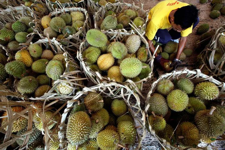 Sầu riêng Malaysia rớt giá vì COVID-19 - Ảnh 1. Sầu riêng Malaysia rớt giá vì COVID-19 - Ảnh 1.