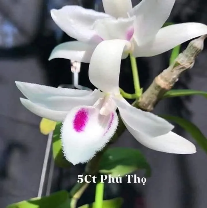 Doanh nhân Nguyễn Văn Thắng sở hữu vườn lan Var độc đáo trên sân thượng - Ảnh 3.