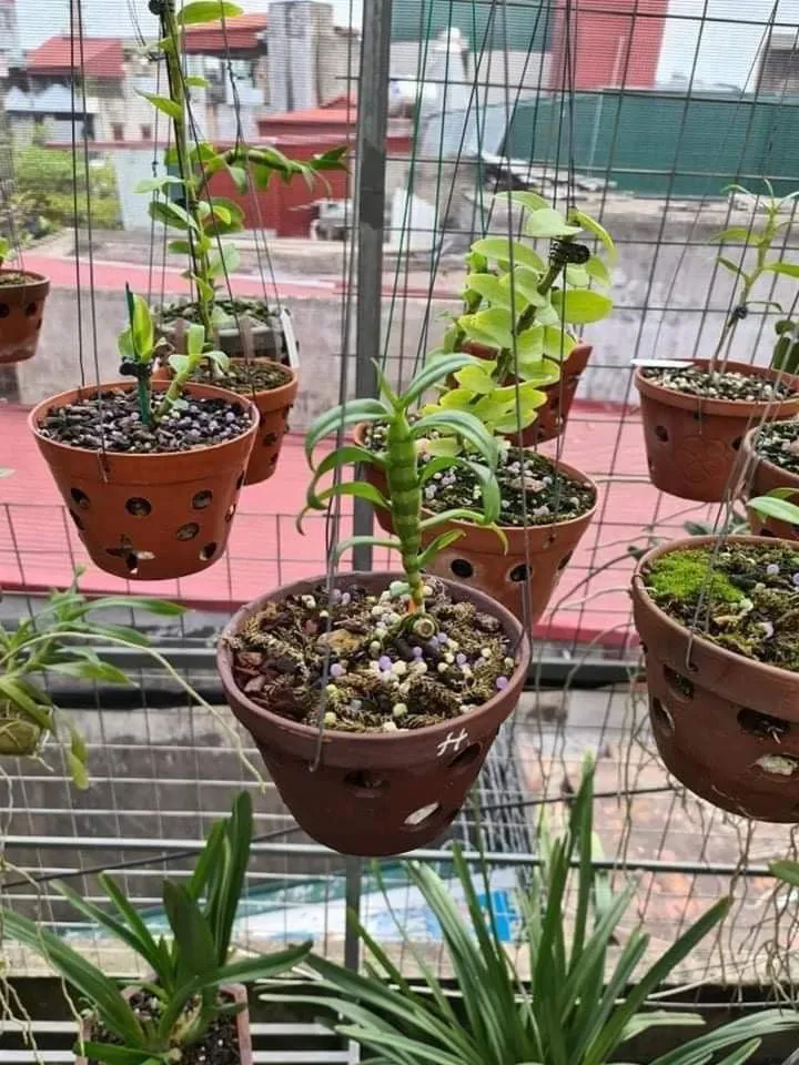 Doanh nhân Nguyễn Văn Thắng sở hữu vườn lan Var độc đáo trên sân thượng - Ảnh 5.