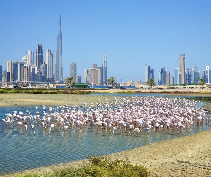 13 trải nghiệm tuyệt vời nhưng “miễn phí” tại Dubai - Ảnh 9. 13 trải nghiệm tuyệt vời nhưng “miễn phí” tại Dubai - Ảnh 9.