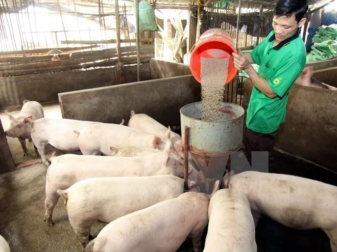 Giá thức ăn chăn nuôi tăng vọt: Doanh nghiệp, người nông dân lao đao - Ảnh 1. Giá thức ăn chăn nuôi tăng vọt: Doanh nghiệp, người nông dân lao đao - Ảnh 1.