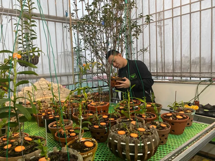 Nghệ nhân Nguyễn Văn Mạnh chia sẻ cách phòng bệnh cho lan vào mùa mưa - Ảnh 1. Nghệ nhân Nguyễn Văn Mạnh chia sẻ cách phòng bệnh cho lan vào mùa mưa - Ảnh 1.
