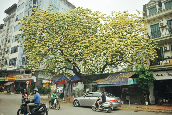 Cây bún 300 năm tuổi độc nhất ở Hà Nội nở bung khoe sắc - Ảnh 1. Cây bún 300 năm tuổi độc nhất ở Hà Nội nở bung khoe sắc - Ảnh 1.