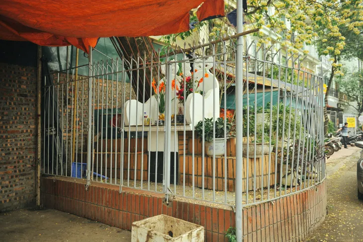 Cây bún 300 năm tuổi độc nhất ở Hà Nội nở bung khoe sắc - Ảnh 5. Cây bún 300 năm tuổi độc nhất ở Hà Nội nở bung khoe sắc - Ảnh 5.