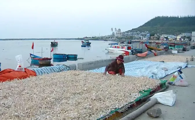 Ít nhất 30 tấn rác thải phát sinh mỗi ngày tại Đảo Lý Sơn - Ảnh 3. Ít nhất 30 tấn rác thải phát sinh mỗi ngày tại Đảo Lý Sơn - Ảnh 3.