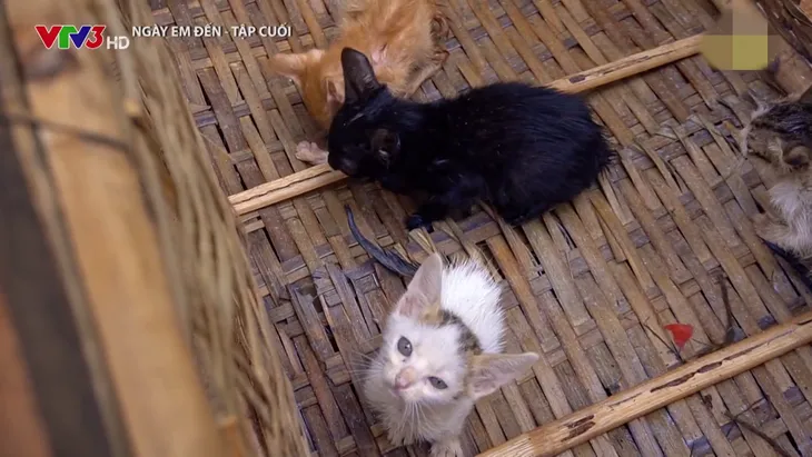 Ngày em đến - Tập cuối: Kết cục của mẹ con bà Điệp - Ảnh 3. Ngày em đến - Tập cuối: Kết cục của mẹ con bà Điệp - Ảnh 3.