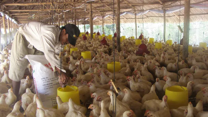 Giá thức ăn chăn nuôi tăng chóng mặt - Ảnh 1. Giá thức ăn chăn nuôi tăng chóng mặt - Ảnh 1.