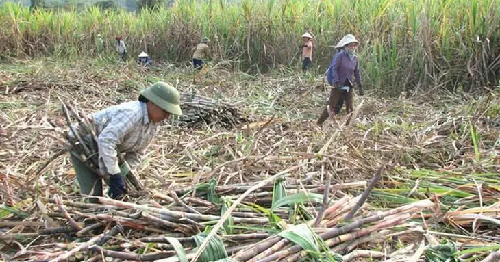 Lỗ hổng nhập khẩu, vị đắng mía đường? - Ảnh 3. Lỗ hổng nhập khẩu, vị đắng mía đường? - Ảnh 3.