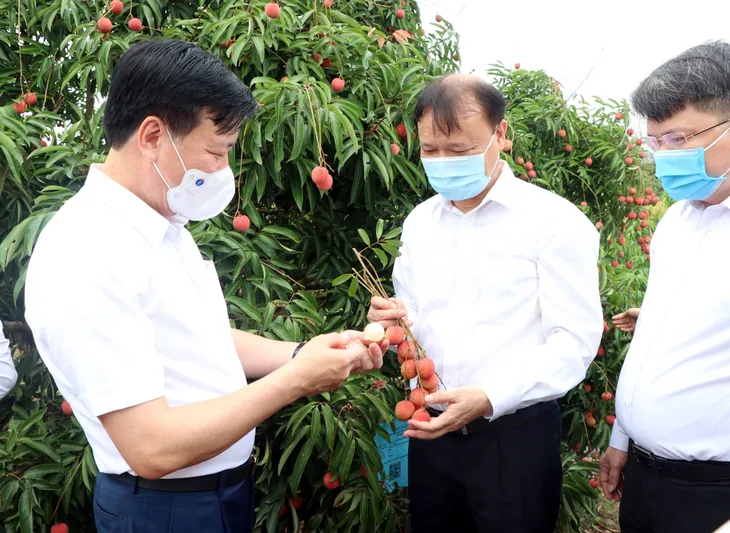 Hải Dương xuất khẩu hàng chục tấn vải thiều đầu tiên đi nước ngoài - Ảnh 2. Hải Dương xuất khẩu hàng chục tấn vải thiều đầu tiên đi nước ngoài - Ảnh 2.