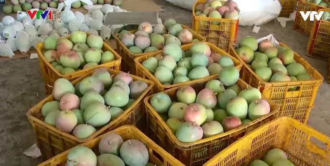 Xoài ngon giá bèo 2.000 đồng/kg cũng không có người mua - Ảnh 1. Xoài ngon giá bèo 2.000 đồng/kg cũng không có người mua - Ảnh 1.