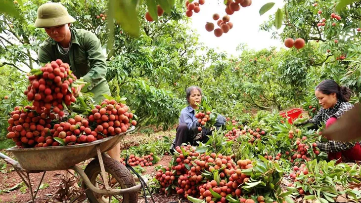 Đưa vải thiều Việt lên Alibaba - Ảnh 1. Đưa vải thiều Việt lên Alibaba - Ảnh 1.