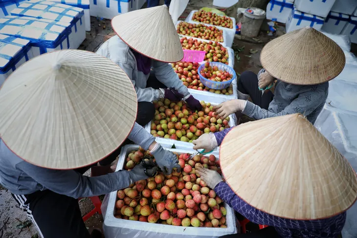 Bộ Công Thương đề nghị bật luồng xanh với quả vải xuất khẩu - Ảnh 2. Bộ Công Thương đề nghị bật luồng xanh với quả vải xuất khẩu - Ảnh 2.