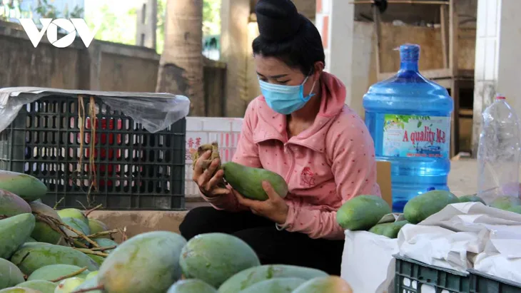 Sơn La xuất khẩu 60 tấn xoài sang Trung Quốc - Ảnh 1. Sơn La xuất khẩu 60 tấn xoài sang Trung Quốc - Ảnh 1.