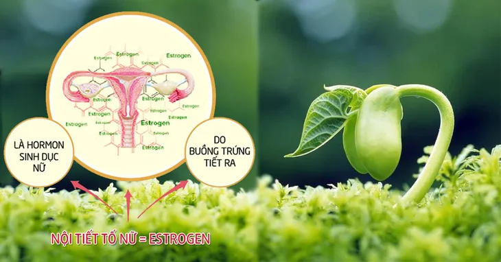 Chuyên gia cảnh báo tình trạng rối loạn nội tiết tố nữ bị trẻ hóa - Ảnh 1. Chuyên gia cảnh báo tình trạng rối loạn nội tiết tố nữ bị trẻ hóa - Ảnh 1.