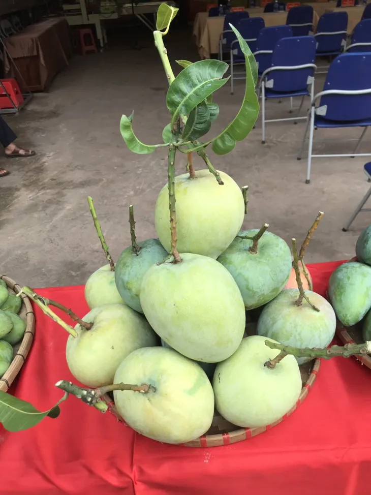 Mận hậu và xoài Sơn La lên sàn thương mại điện tử - Ảnh 1. Mận hậu và xoài Sơn La lên sàn thương mại điện tử - Ảnh 1.