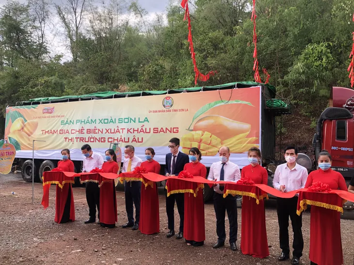 Mận hậu và xoài Sơn La lên sàn thương mại điện tử - Ảnh 2. Mận hậu và xoài Sơn La lên sàn thương mại điện tử - Ảnh 2.