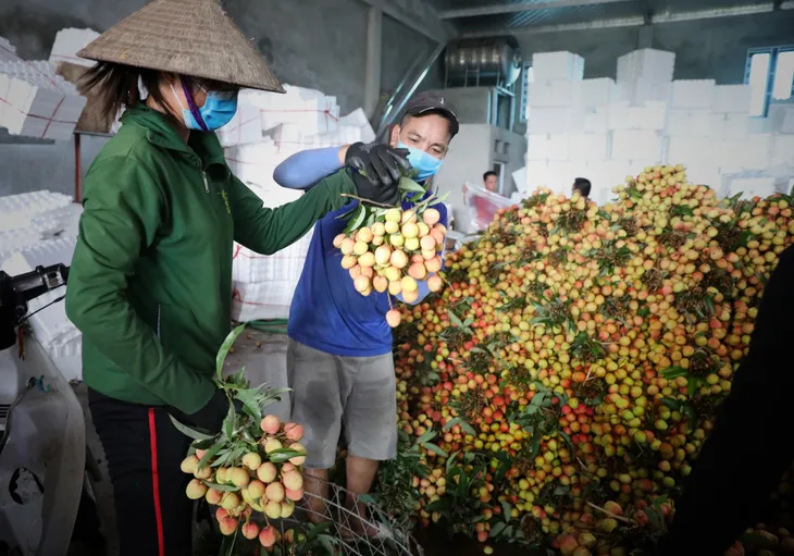Vải thiều Việt bán hết veo tại Nhật sau vài giờ - Ảnh 1. Vải thiều Việt bán hết veo tại Nhật sau vài giờ - Ảnh 1.