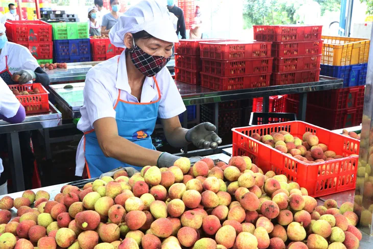 Vải thiều Việt bán hết veo tại Nhật sau vài giờ - Ảnh 2. Vải thiều Việt bán hết veo tại Nhật sau vài giờ - Ảnh 2.