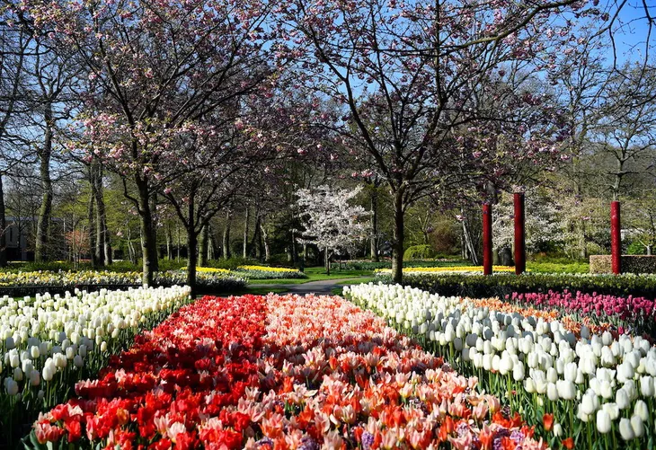 Choáng ngợp trước hàng triệu bông tulip vào mùa nở rộ ở Hà Lan - Ảnh 1. Choáng ngợp trước hàng triệu bông tulip vào mùa nở rộ ở Hà Lan - Ảnh 1.
