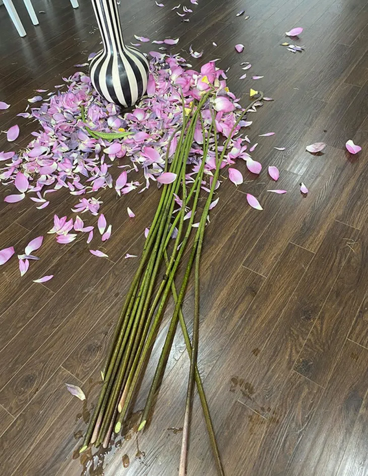 Sen chân dài đẹp long lanh, có tiền cũng khó kiếm - Ảnh 4. Sen chân dài đẹp long lanh, có tiền cũng khó kiếm - Ảnh 4.