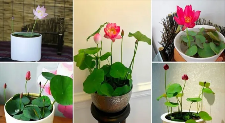 Sen chân dài đẹp long lanh, có tiền cũng khó kiếm - Ảnh 5. Sen chân dài đẹp long lanh, có tiền cũng khó kiếm - Ảnh 5.
