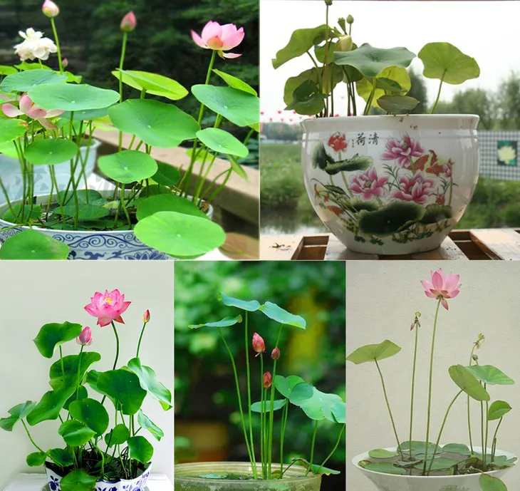 Sen chân dài đẹp long lanh, có tiền cũng khó kiếm - Ảnh 6. Sen chân dài đẹp long lanh, có tiền cũng khó kiếm - Ảnh 6.