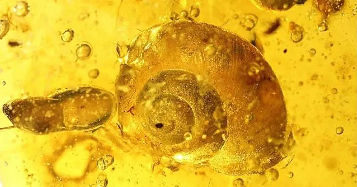Phát hiện hóa thạch loài ốc sên mới mắc kẹt 99 triệu năm trong hổ phách - Ảnh 2. Phát hiện hóa thạch loài ốc sên mới mắc kẹt 99 triệu năm trong hổ phách - Ảnh 2.