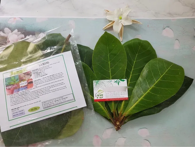 Hết lá khô 1.000 đồng, đến lượt lá bàng tươi được hét giá 100.000 đồng/kg - Ảnh 2. Hết lá khô 1.000 đồng, đến lượt lá bàng tươi được hét giá 100.000 đồng/kg - Ảnh 2.