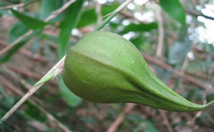 Những loại quả hiếm gặp, giá đắt nhưng ai cũng muốn mua về ăn thử - Ảnh 1. Những loại quả hiếm gặp, giá đắt nhưng ai cũng muốn mua về ăn thử - Ảnh 1.